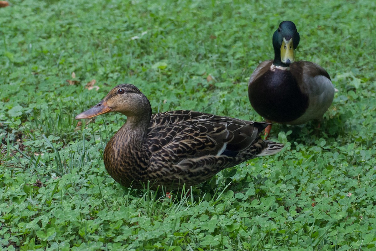 Mallard - Stella Tea