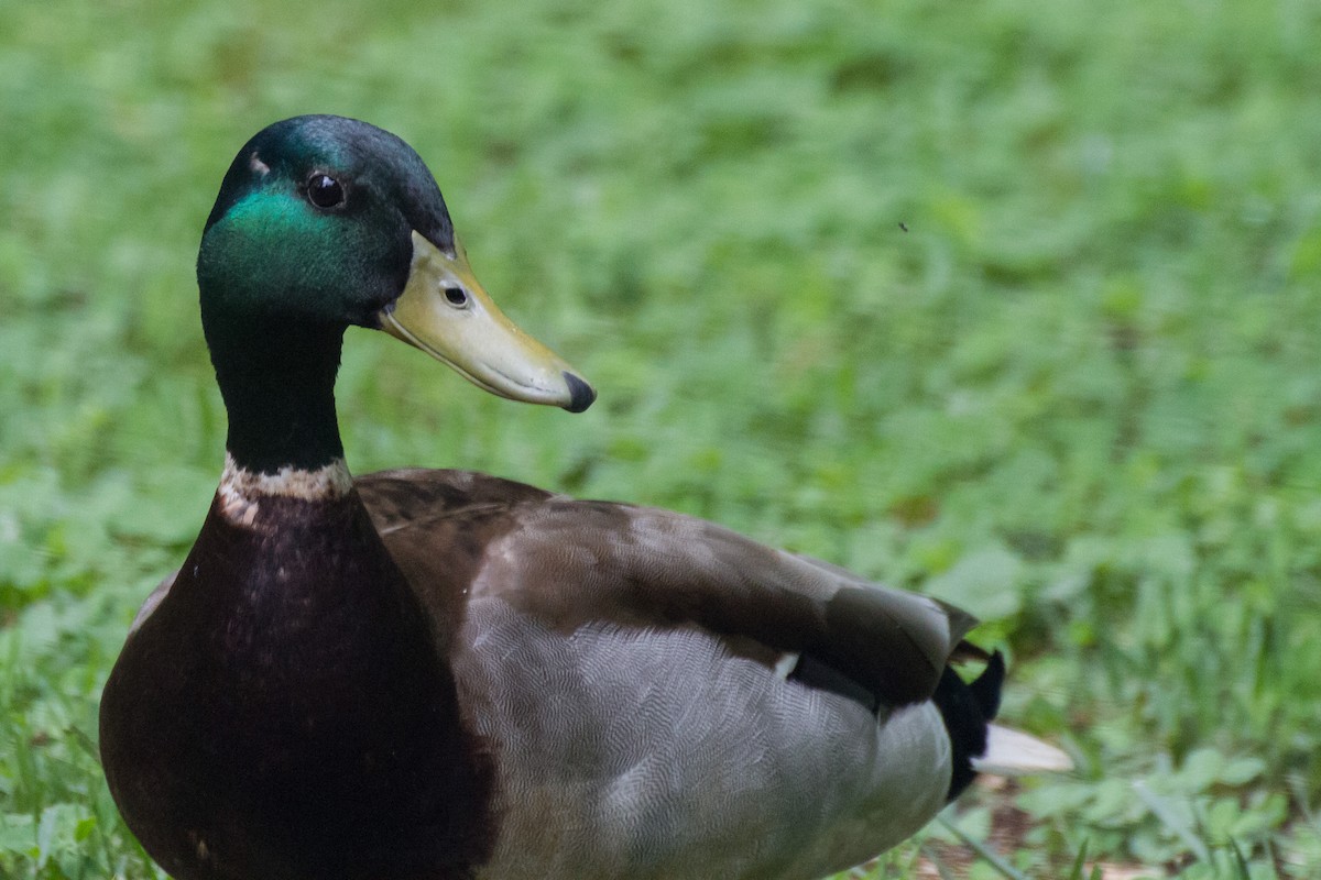 Mallard - Stella Tea