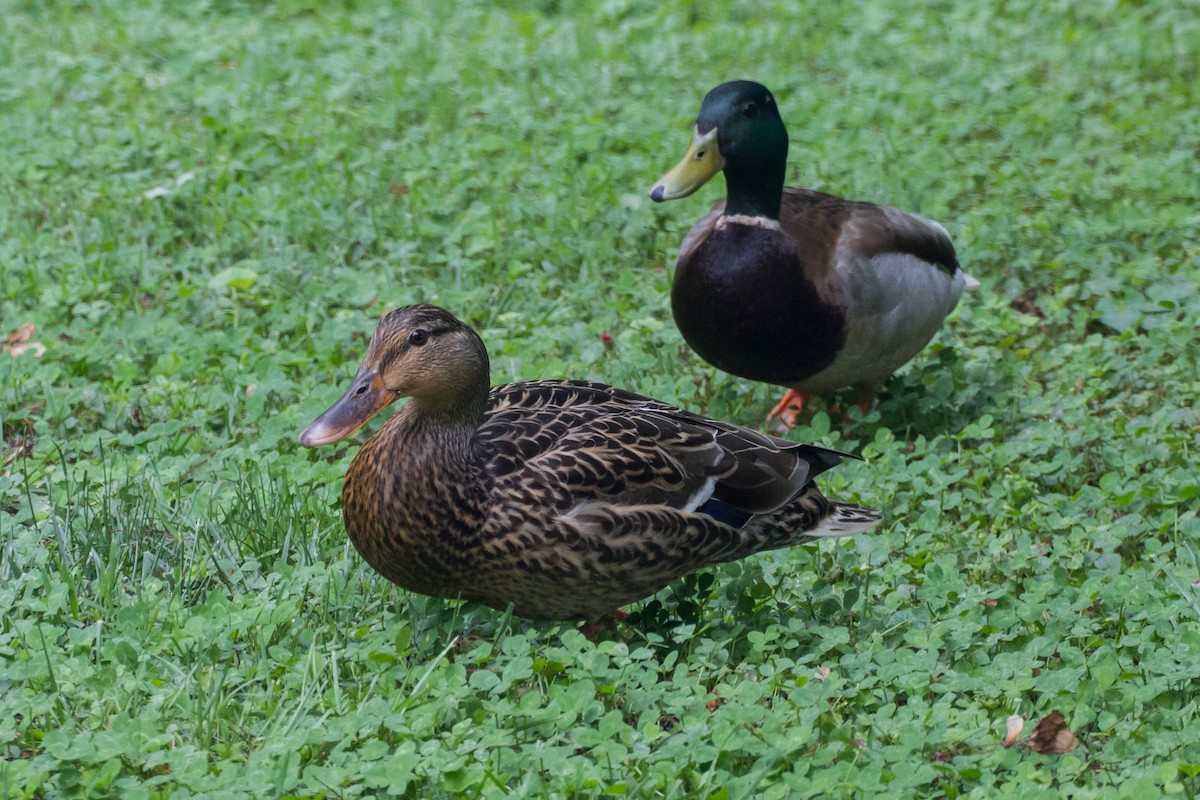 Mallard - Stella Tea