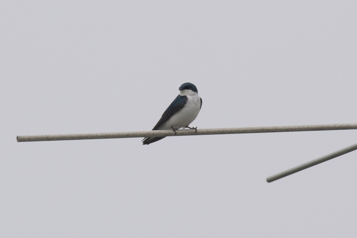 Tree Swallow - ML619391596
