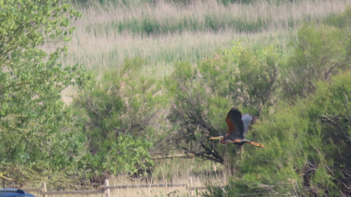 Purple Heron - ML619391597