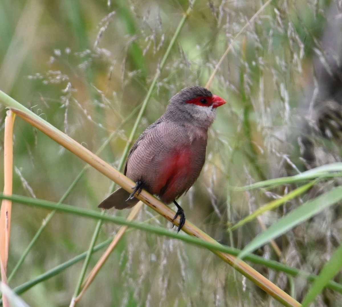 Common Waxbill - Jake Shorty