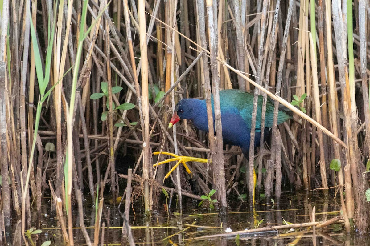Purple Gallinule - ML619391612