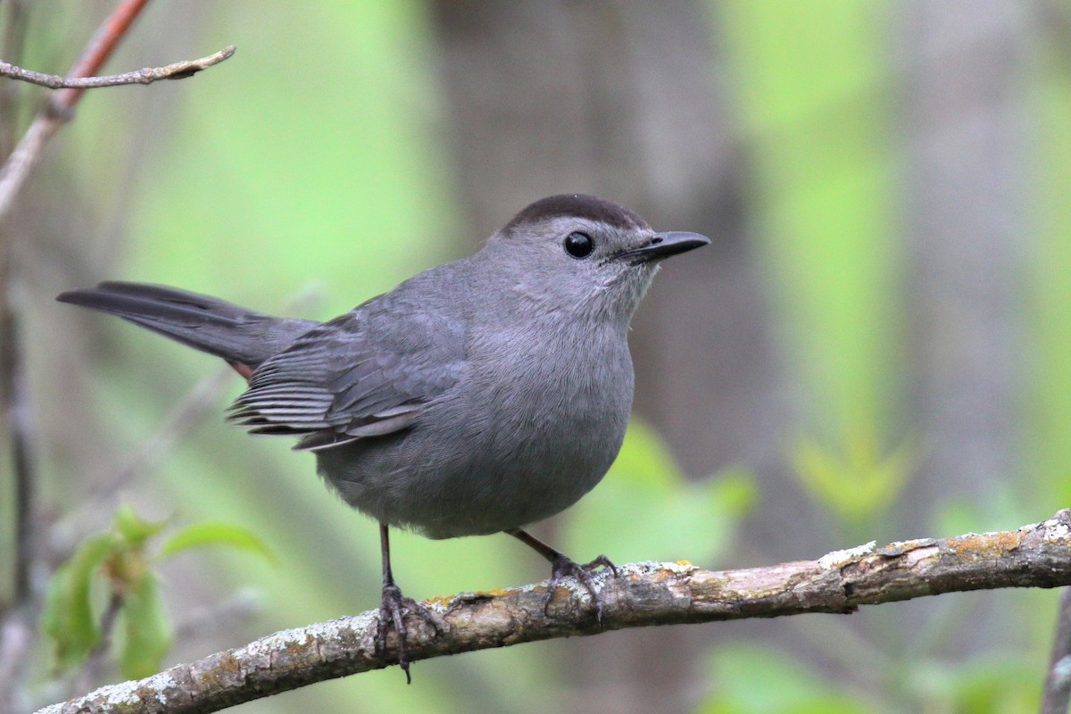 Gray Catbird - ML619391618