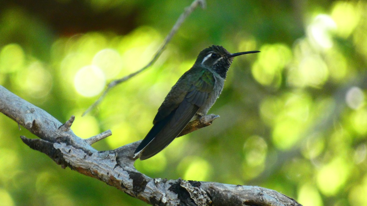 Colibrí Gorjiazul - ML619391630