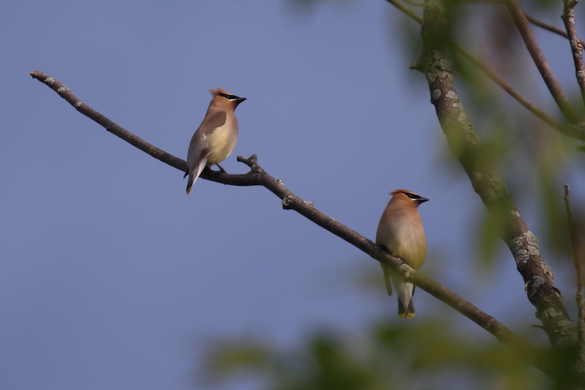 Cedar Waxwing - claude boucher