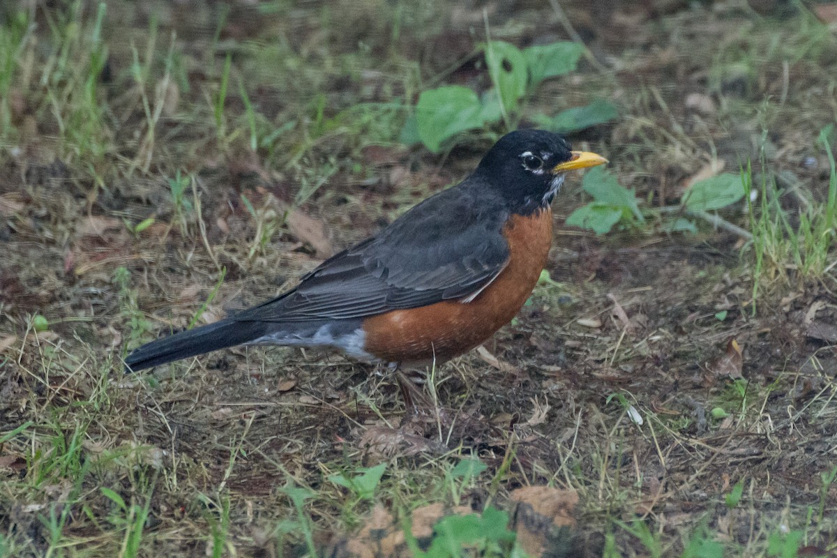 American Robin - Stella Tea