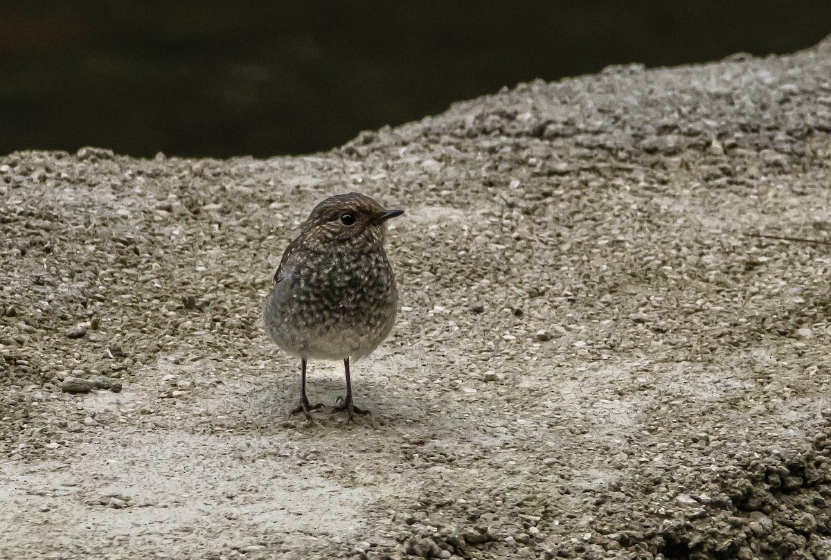 Plumbeous Redstart - Kanno Tage