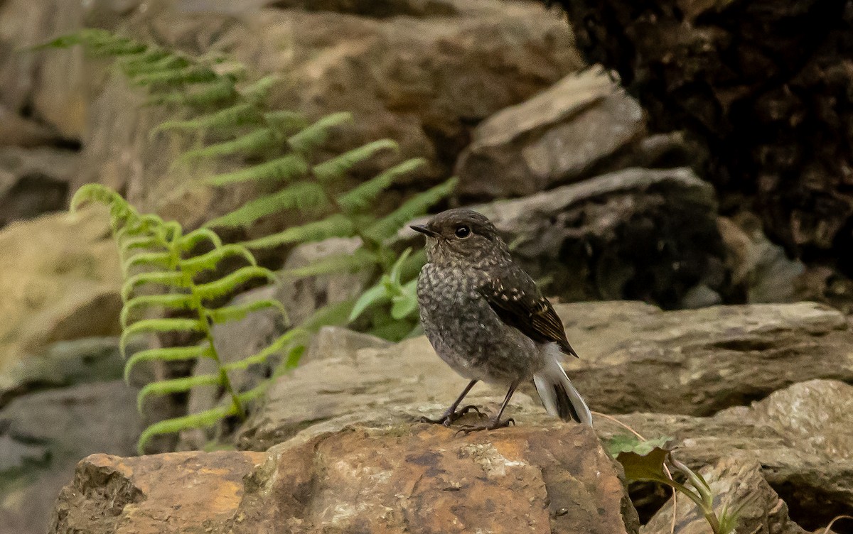 Plumbeous Redstart - Kanno Tage