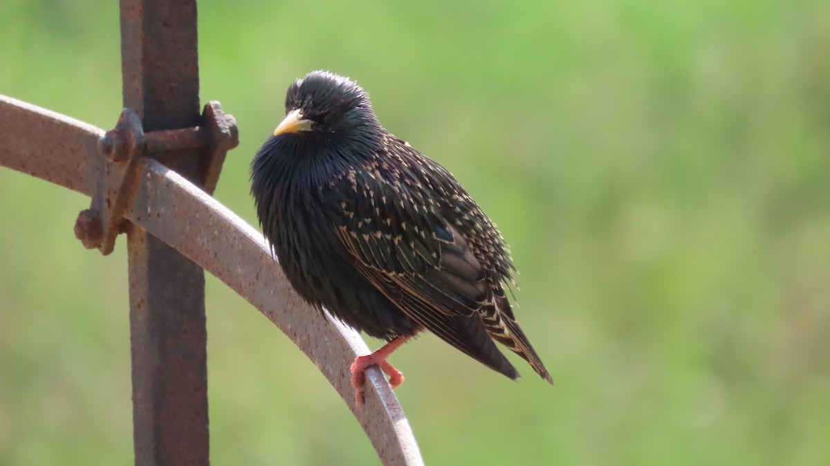 European Starling - ML619391644