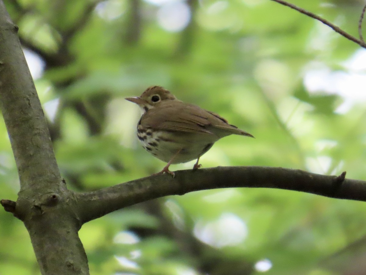 Ovenbird - Angela Romanczuk