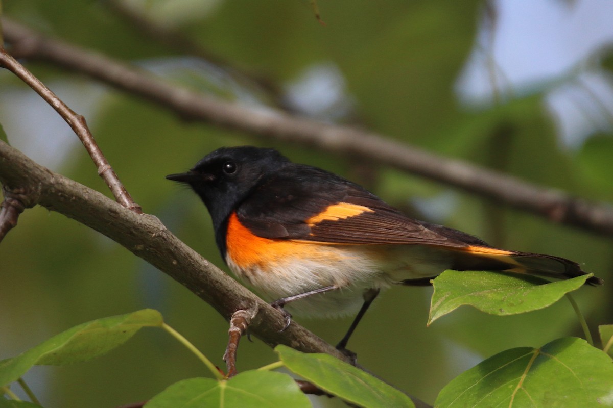 American Redstart - claude boucher