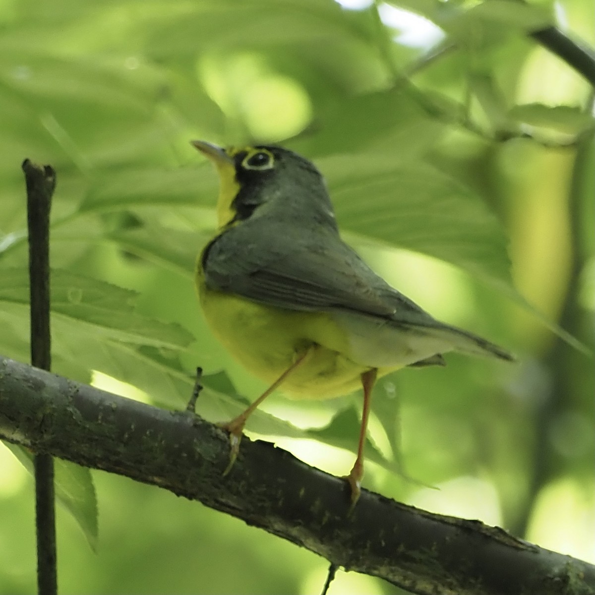 Canada Warbler - Roe Monrotus