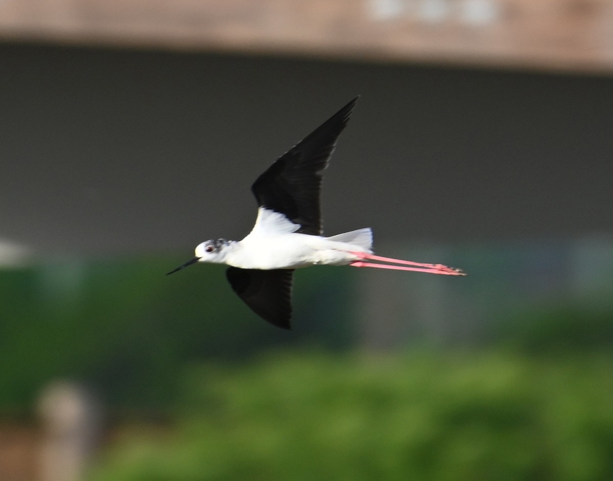 Black-winged Stilt - Jake Shorty