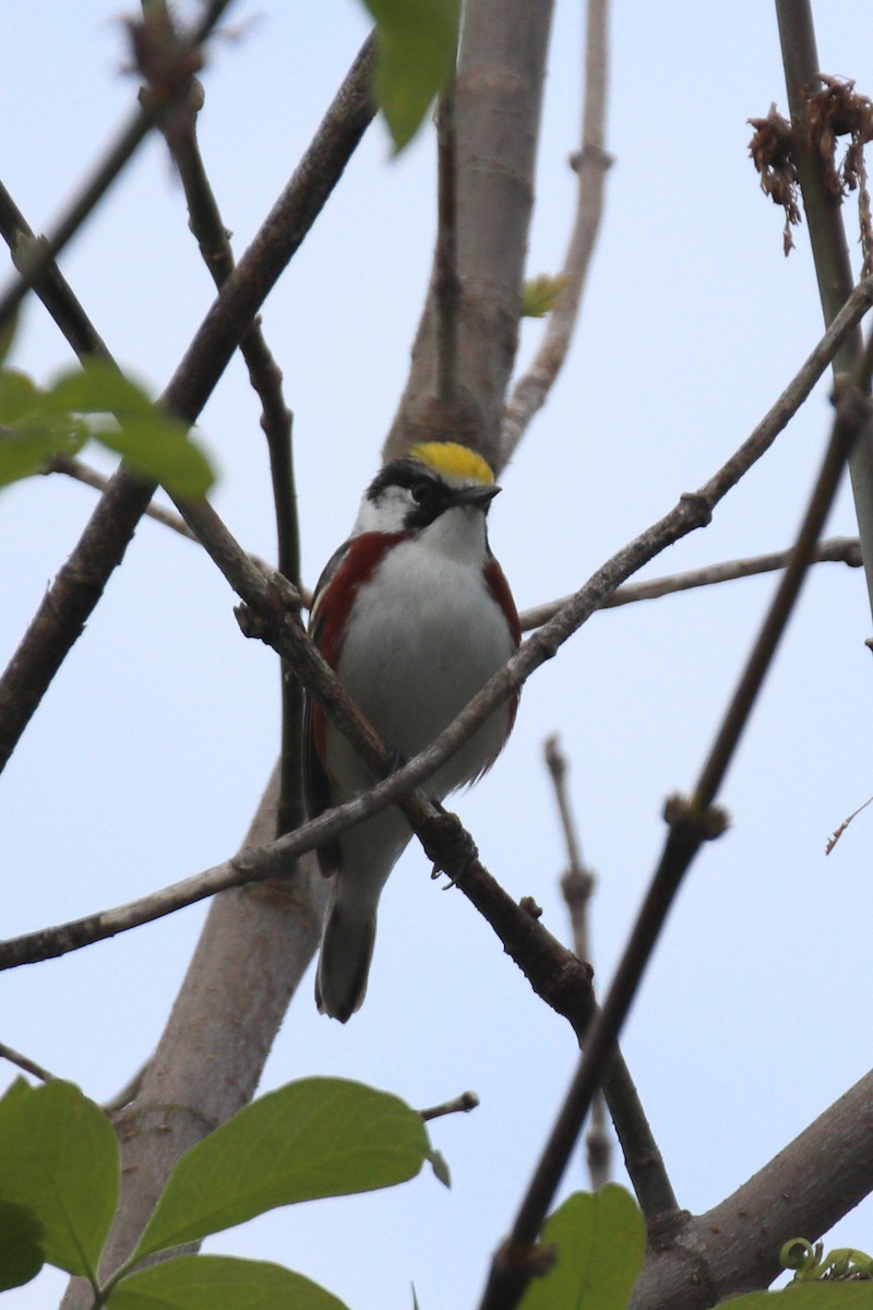 Chestnut-sided Warbler - claude boucher