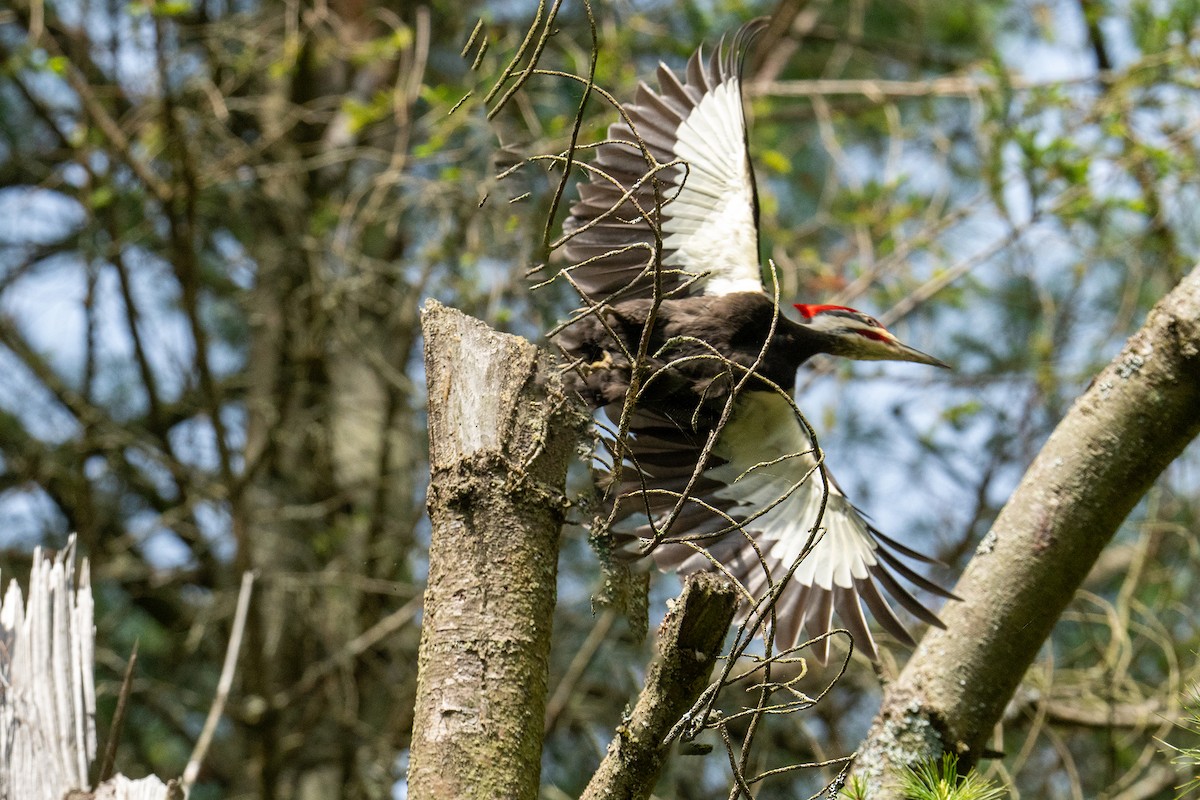 Pileated Woodpecker - Jo Li