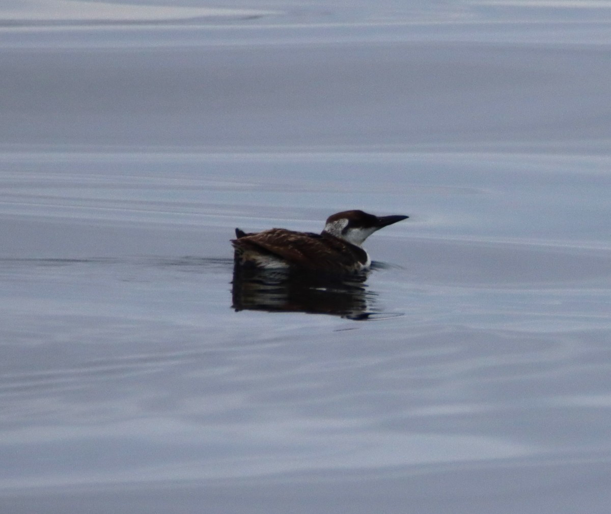 Common Murre - Butch Carter