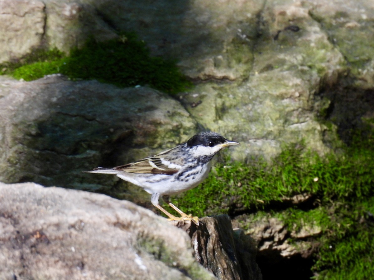 Blackpoll Warbler - Luke Schneider