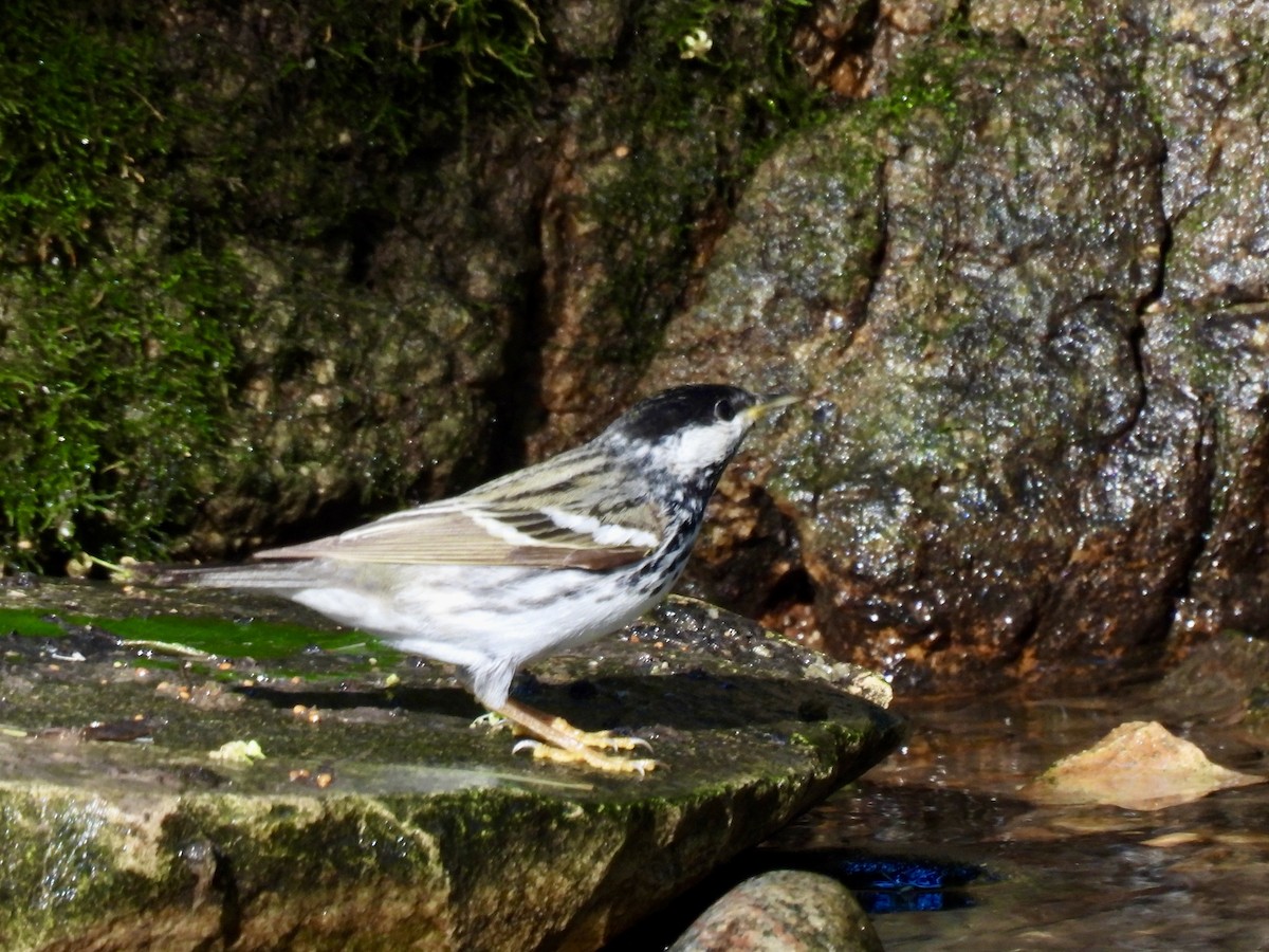 Blackpoll Warbler - Luke Schneider