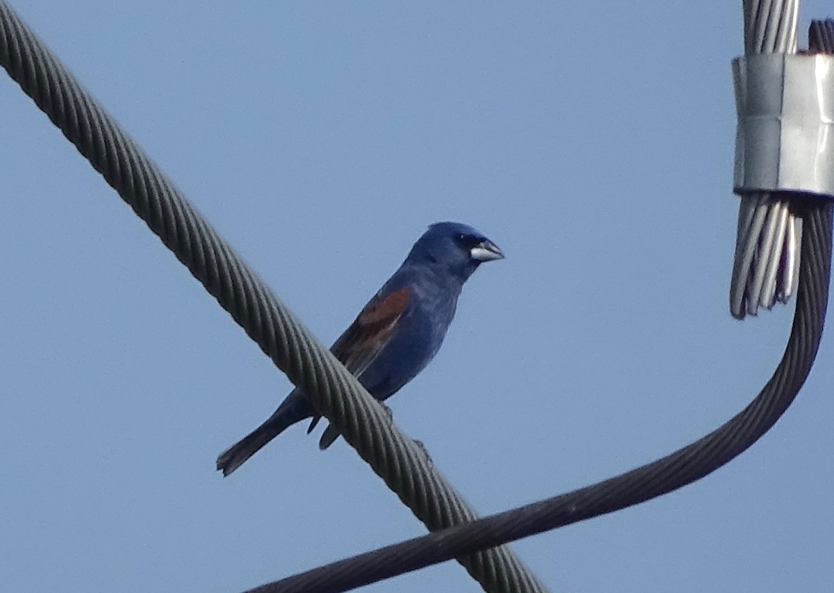 Blue Grosbeak - Su Snyder