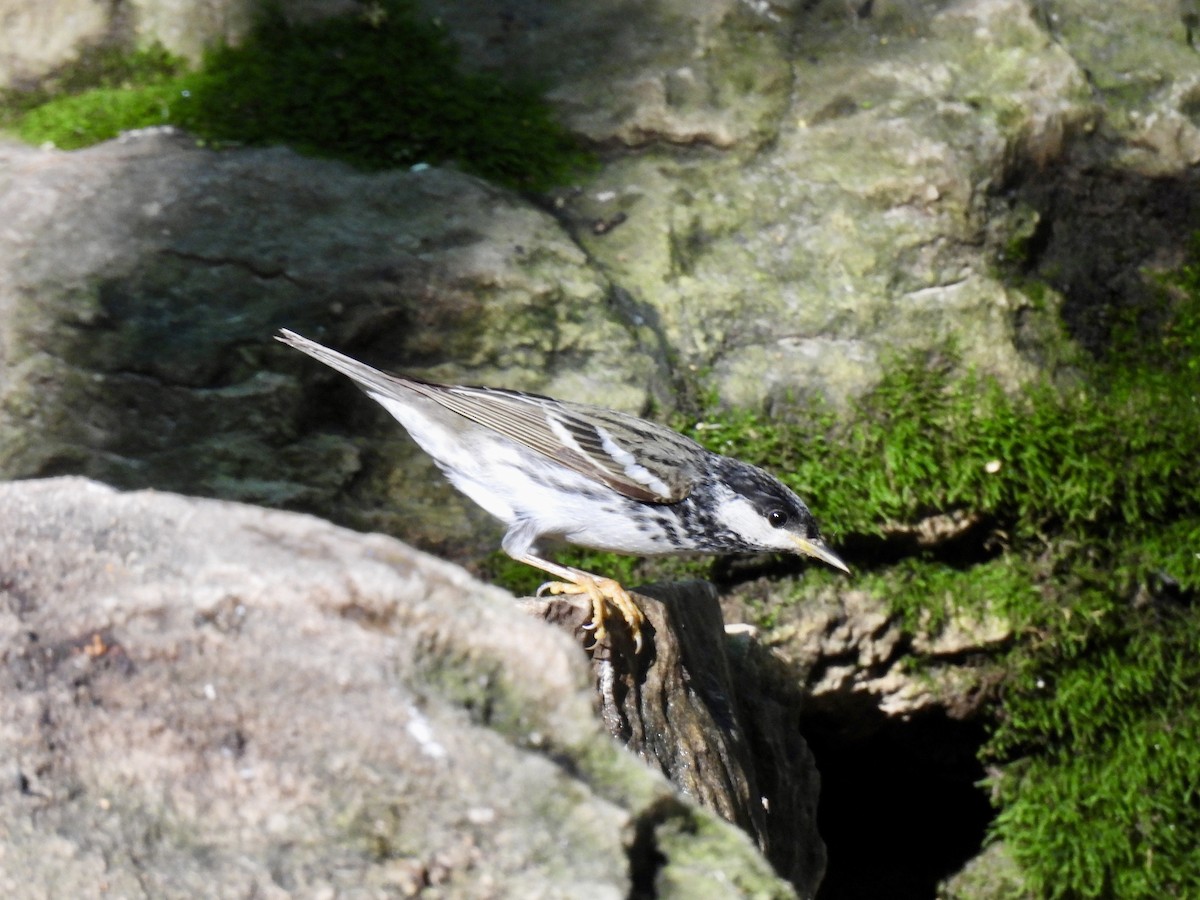 Blackpoll Warbler - Luke Schneider