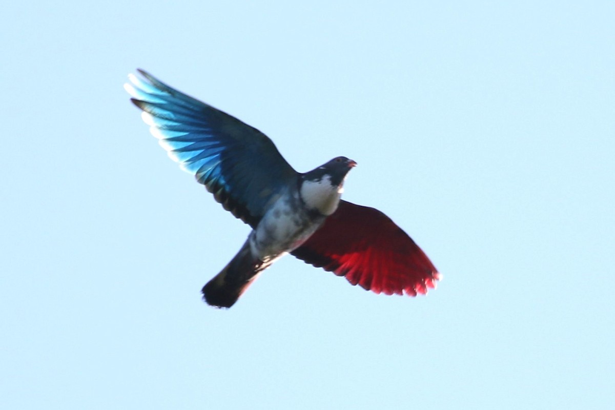 Rock Pigeon (Feral Pigeon) - David Bailey