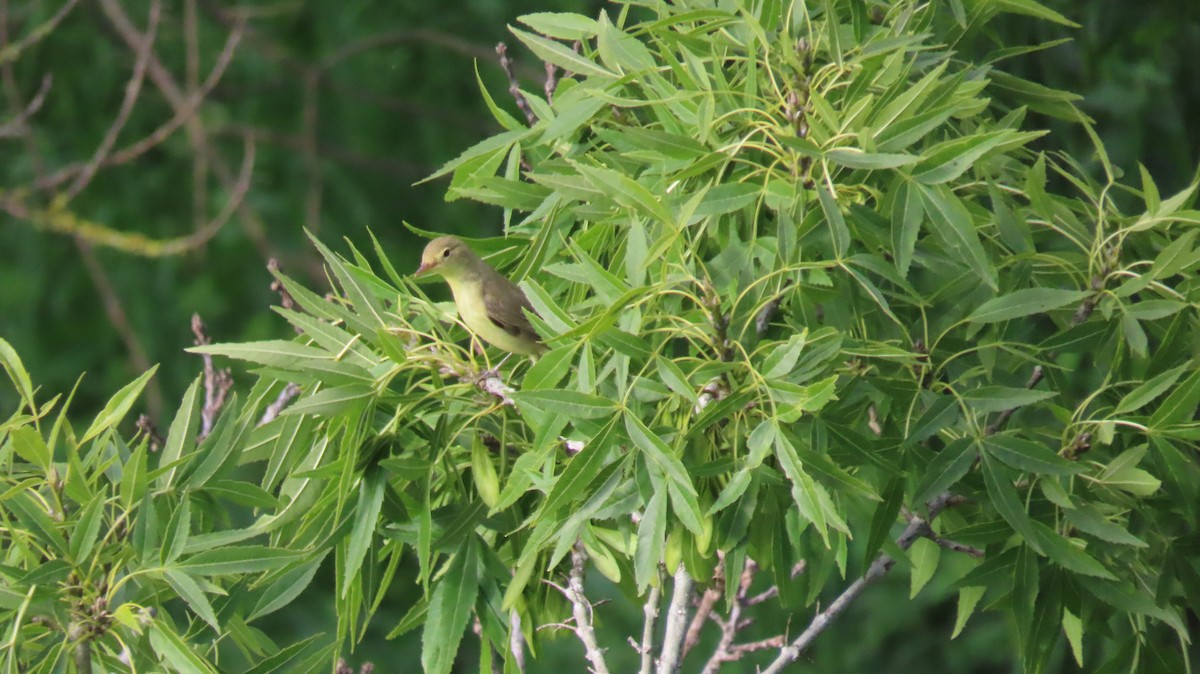 Melodious Warbler - Josep Plaza