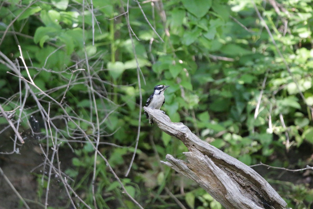 Downy Woodpecker - Keegan Brown