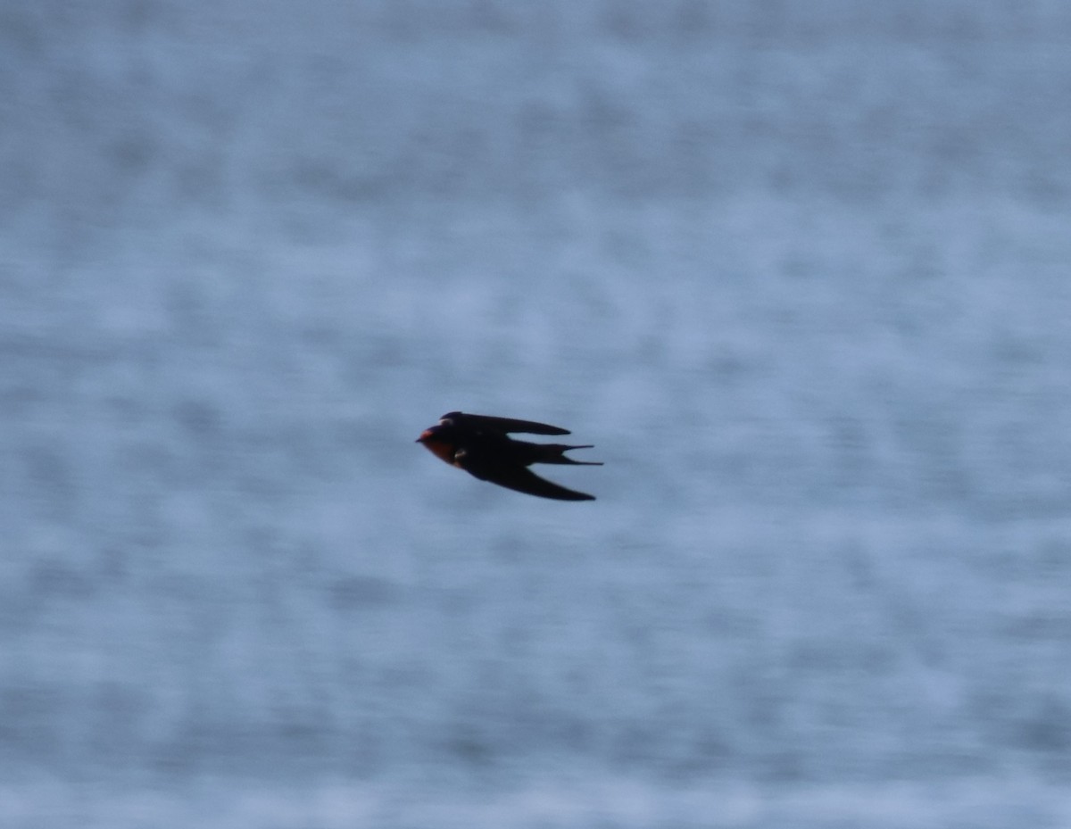 Barn Swallow - ML619391691