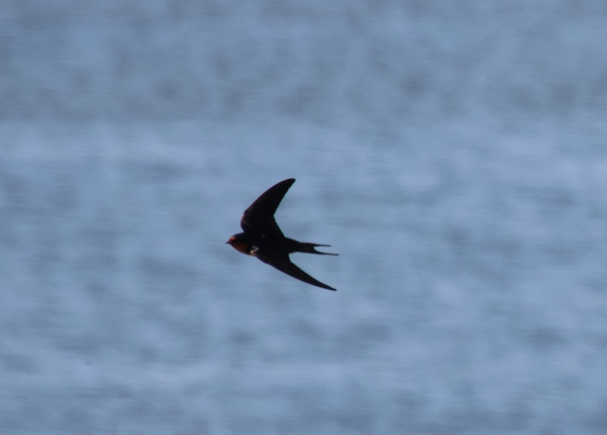 Barn Swallow - ML619391696