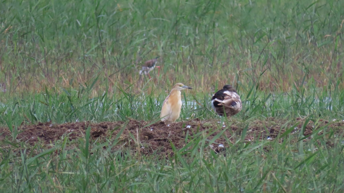 Squacco Heron - ML619391701