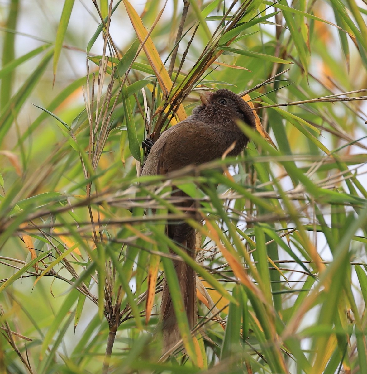 Brown Parrotbill - Vijaya Lakshmi