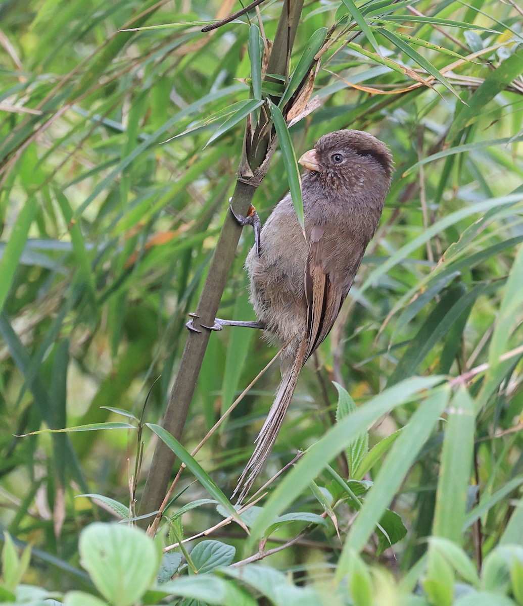 Brown Parrotbill - ML619391706