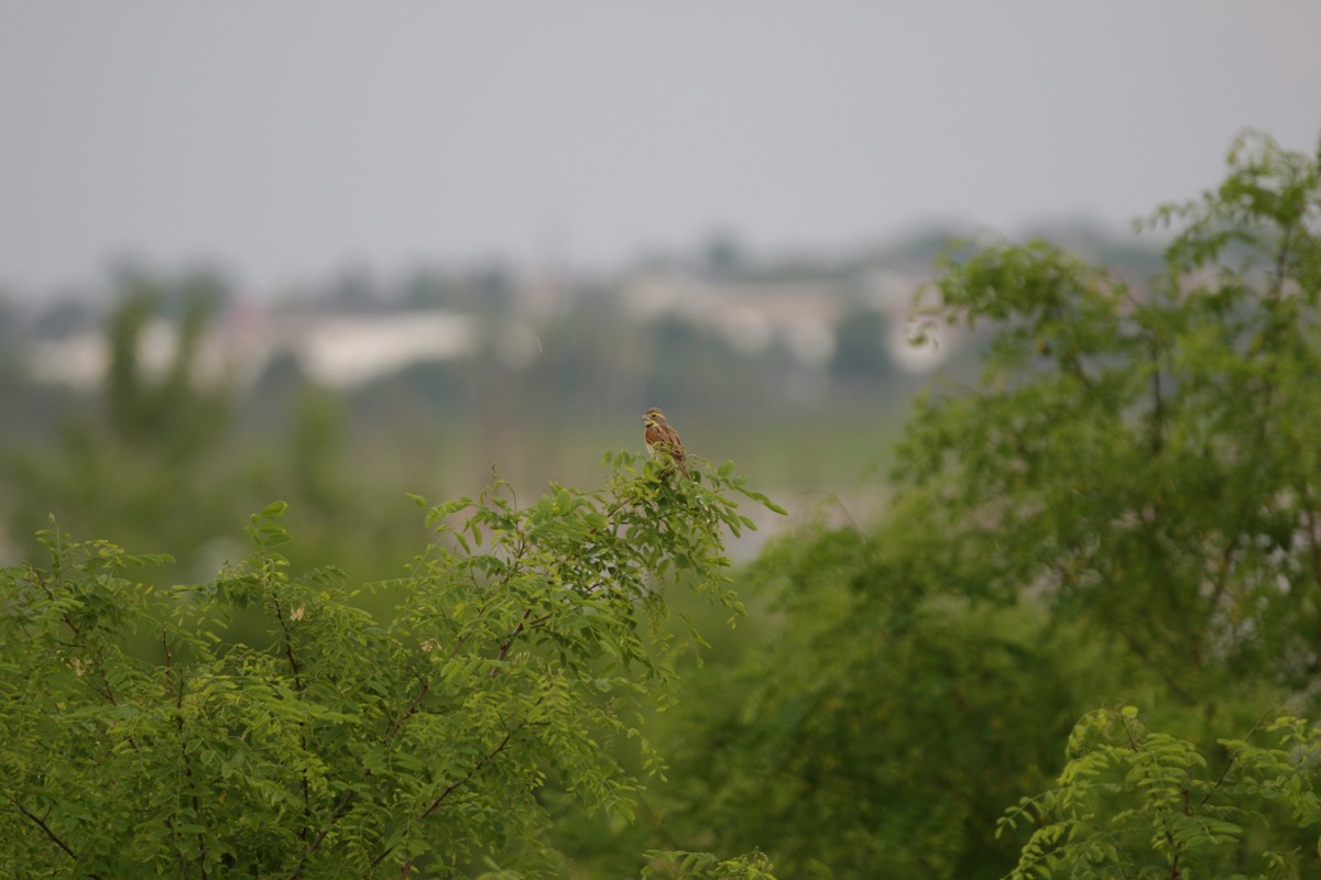 Dickcissel - Keegan Brown