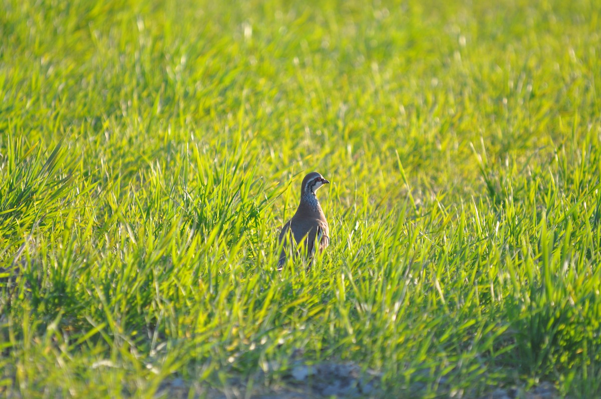 Red-legged Partridge - Samuel Hilaire