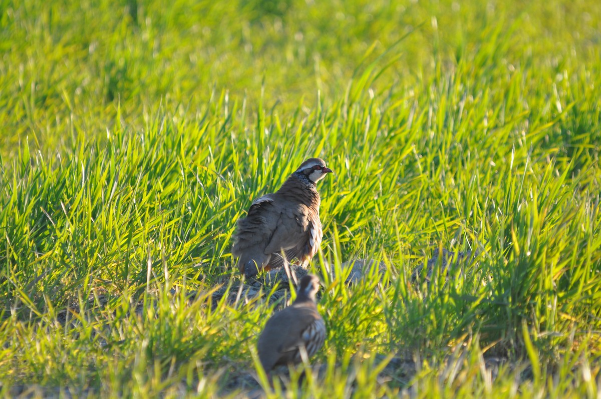 Red-legged Partridge - ML619391709
