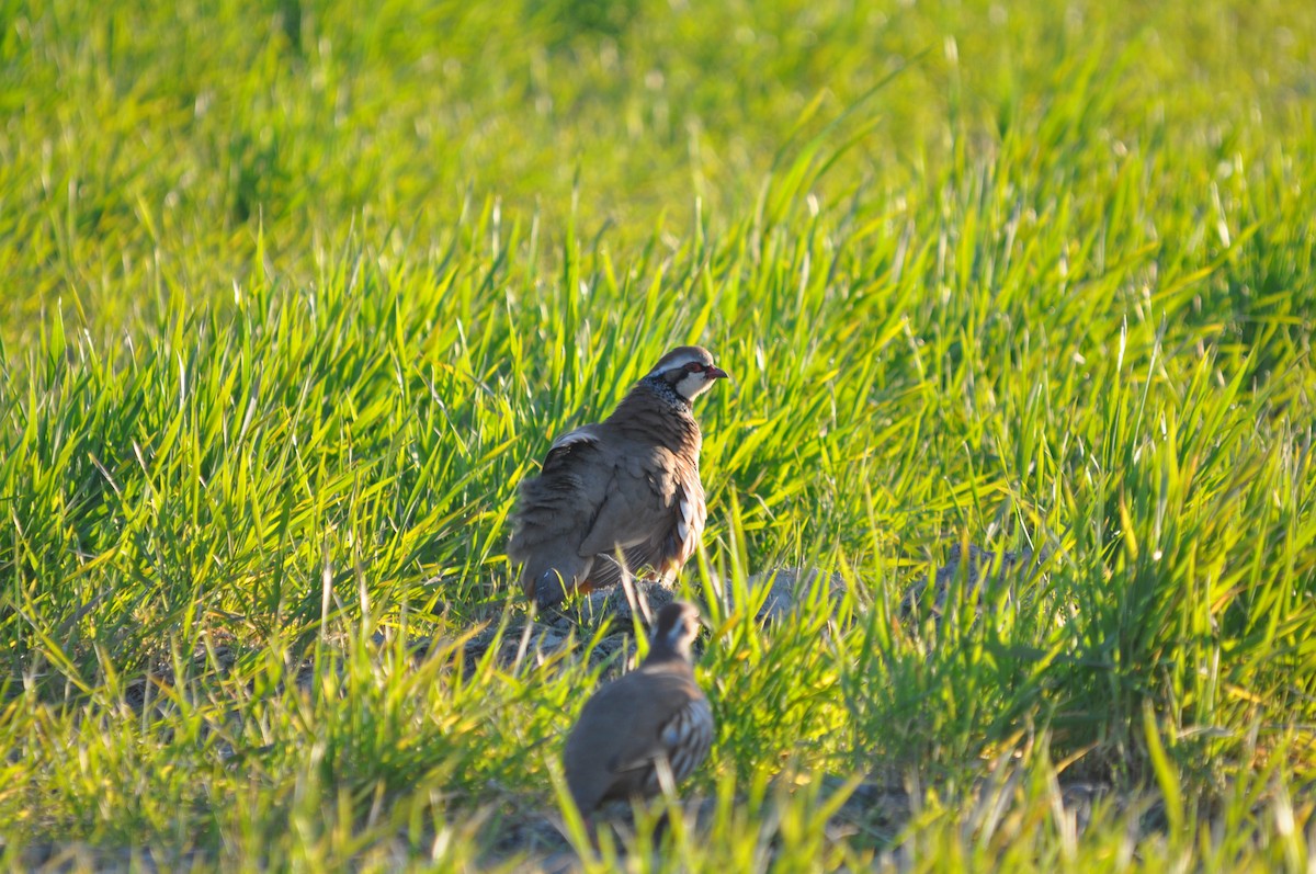 Red-legged Partridge - Samuel Hilaire