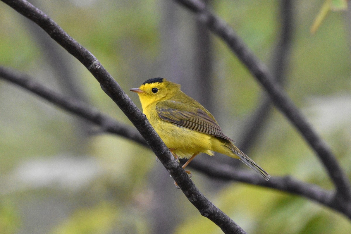 Wilson's Warbler - Devin Johnstone