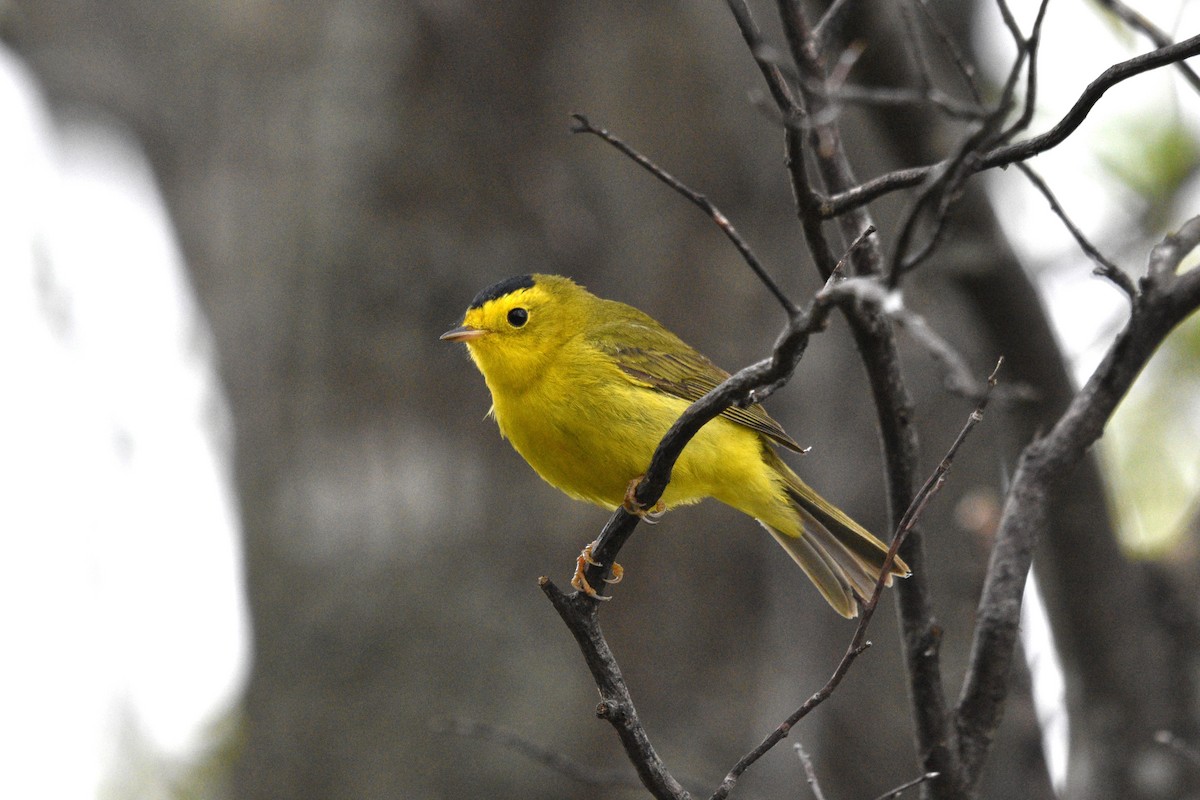 Wilson's Warbler - Devin Johnstone