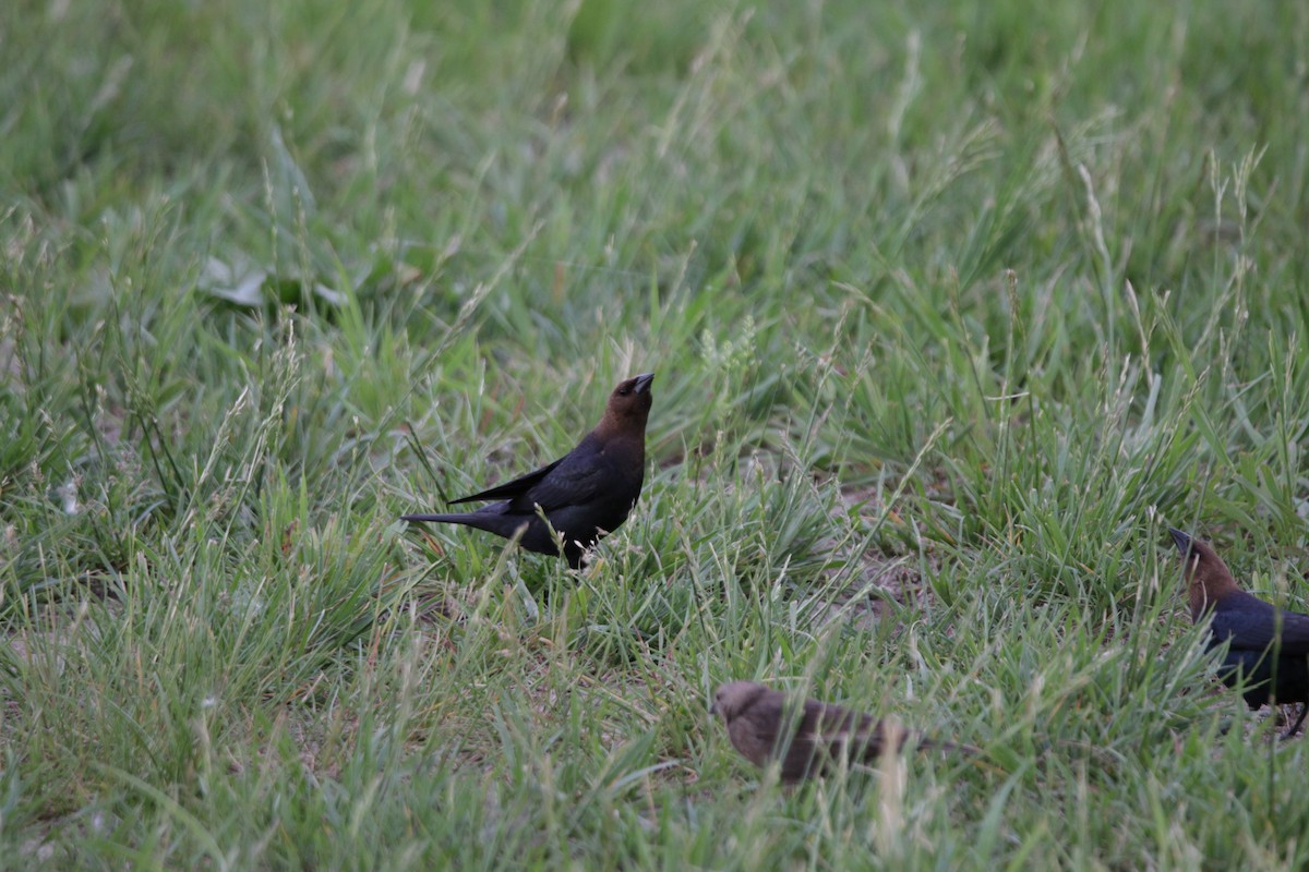 Brown-headed Cowbird - Keegan Brown