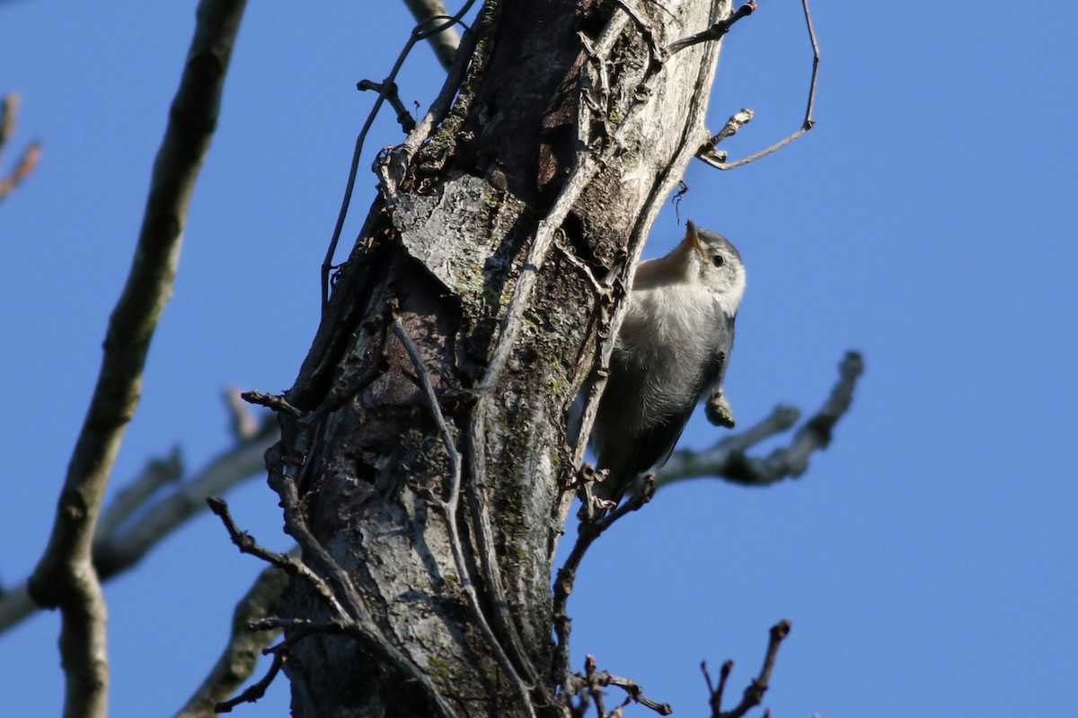 White-breasted Nuthatch - David Bailey