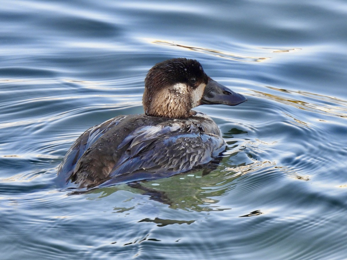 Surf Scoter - ML619391718