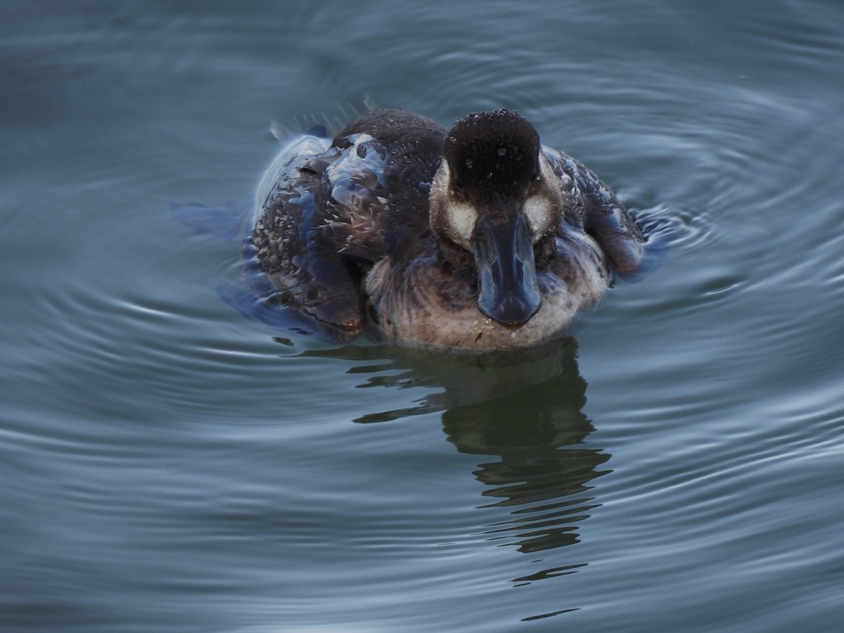 Surf Scoter - Dana Cox