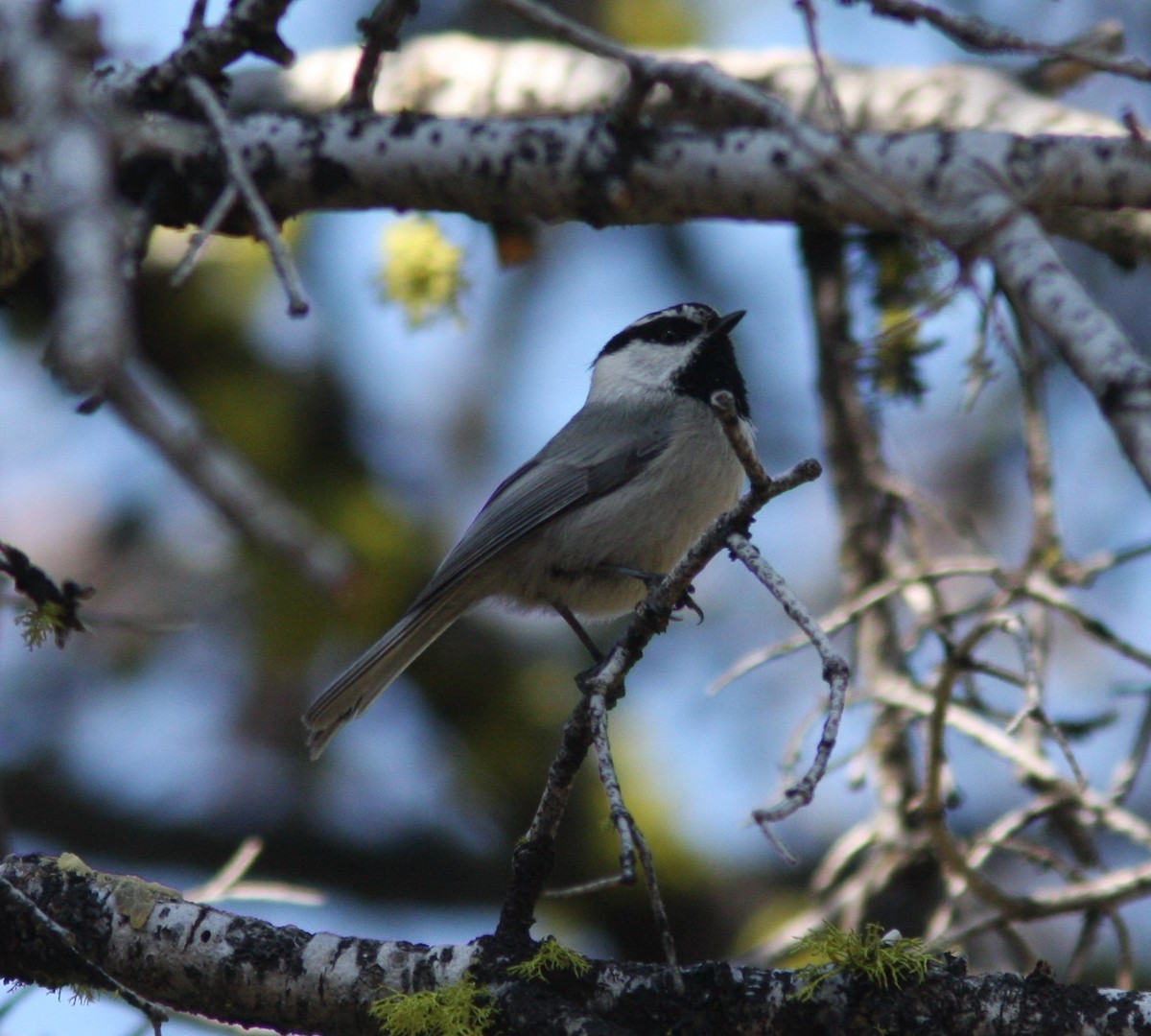 Mountain Chickadee - David Vander Pluym