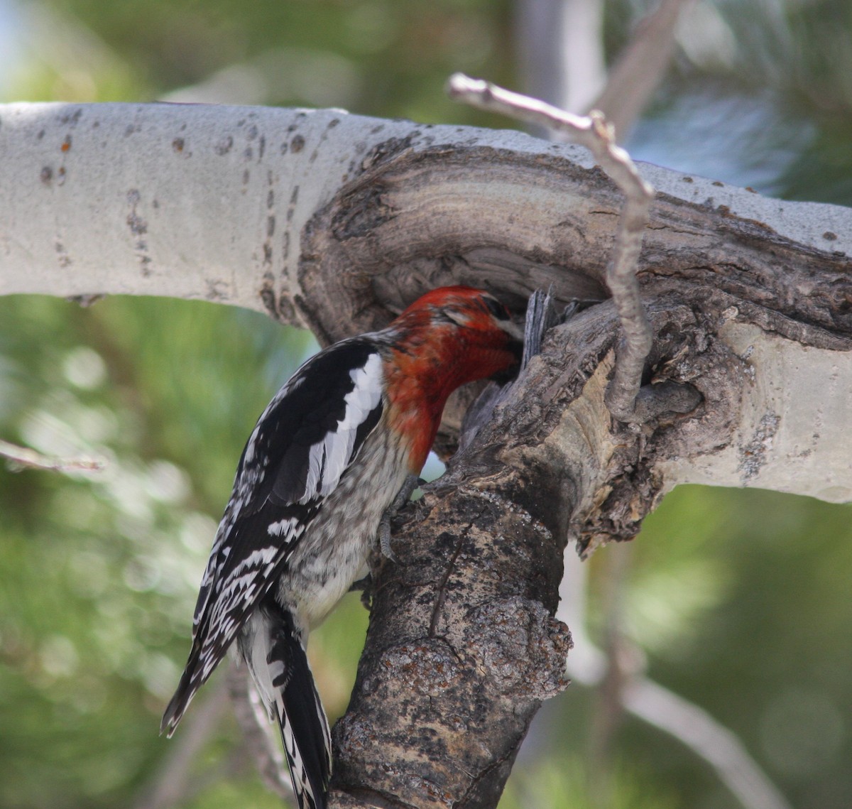 Red-breasted Sapsucker - David Vander Pluym