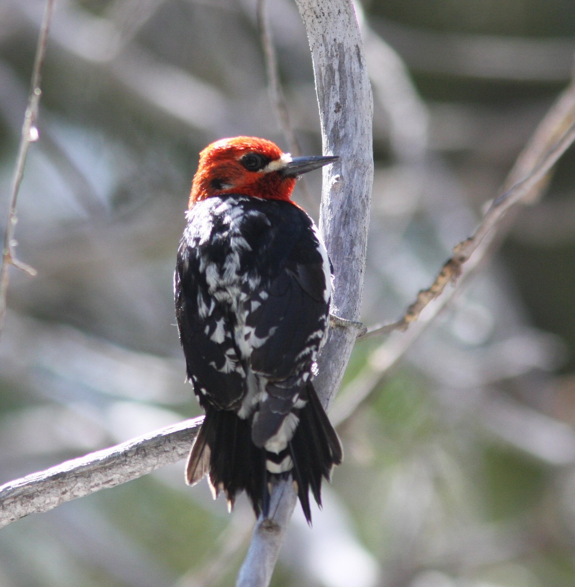 Red-breasted Sapsucker - David Vander Pluym