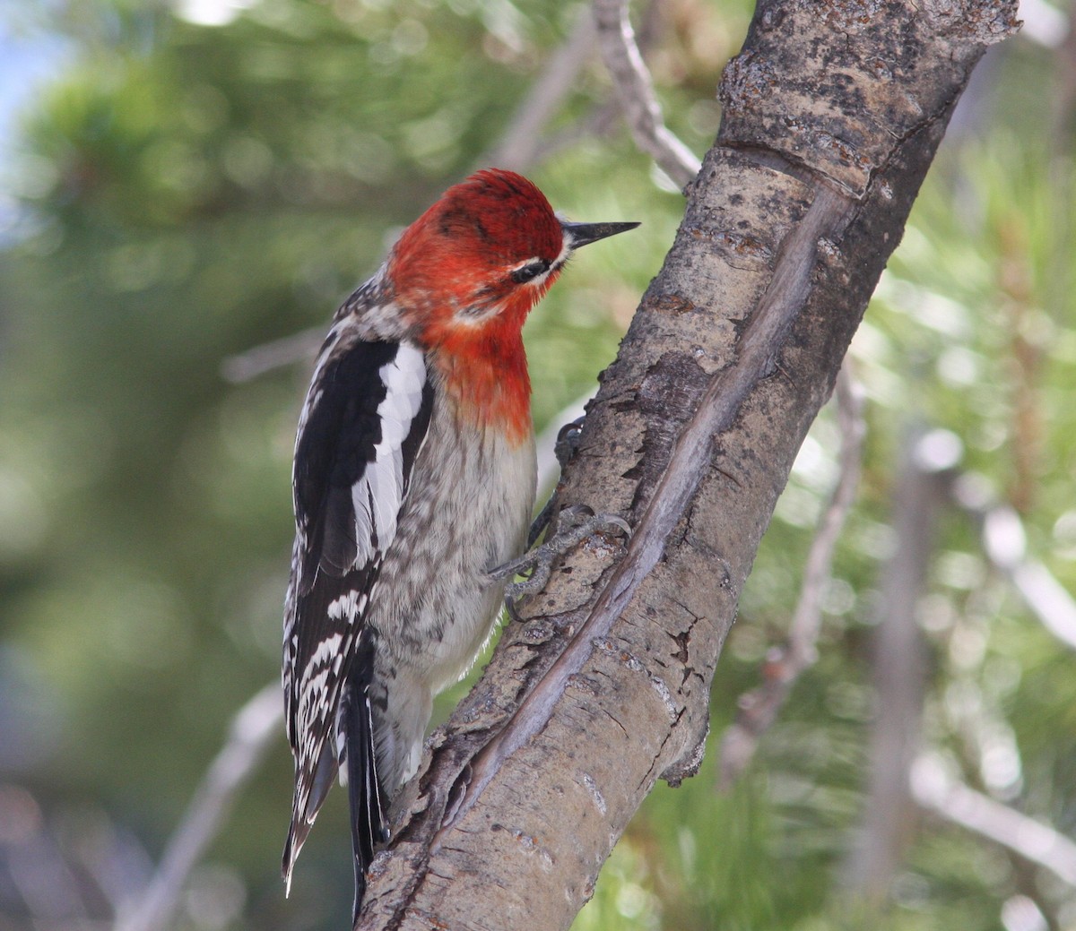 Red-breasted Sapsucker - David Vander Pluym