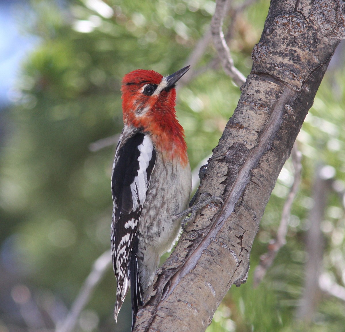 Red-breasted Sapsucker - David Vander Pluym