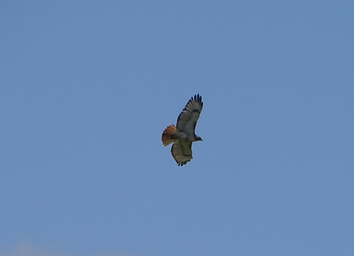 Red-tailed Hawk - Su Snyder