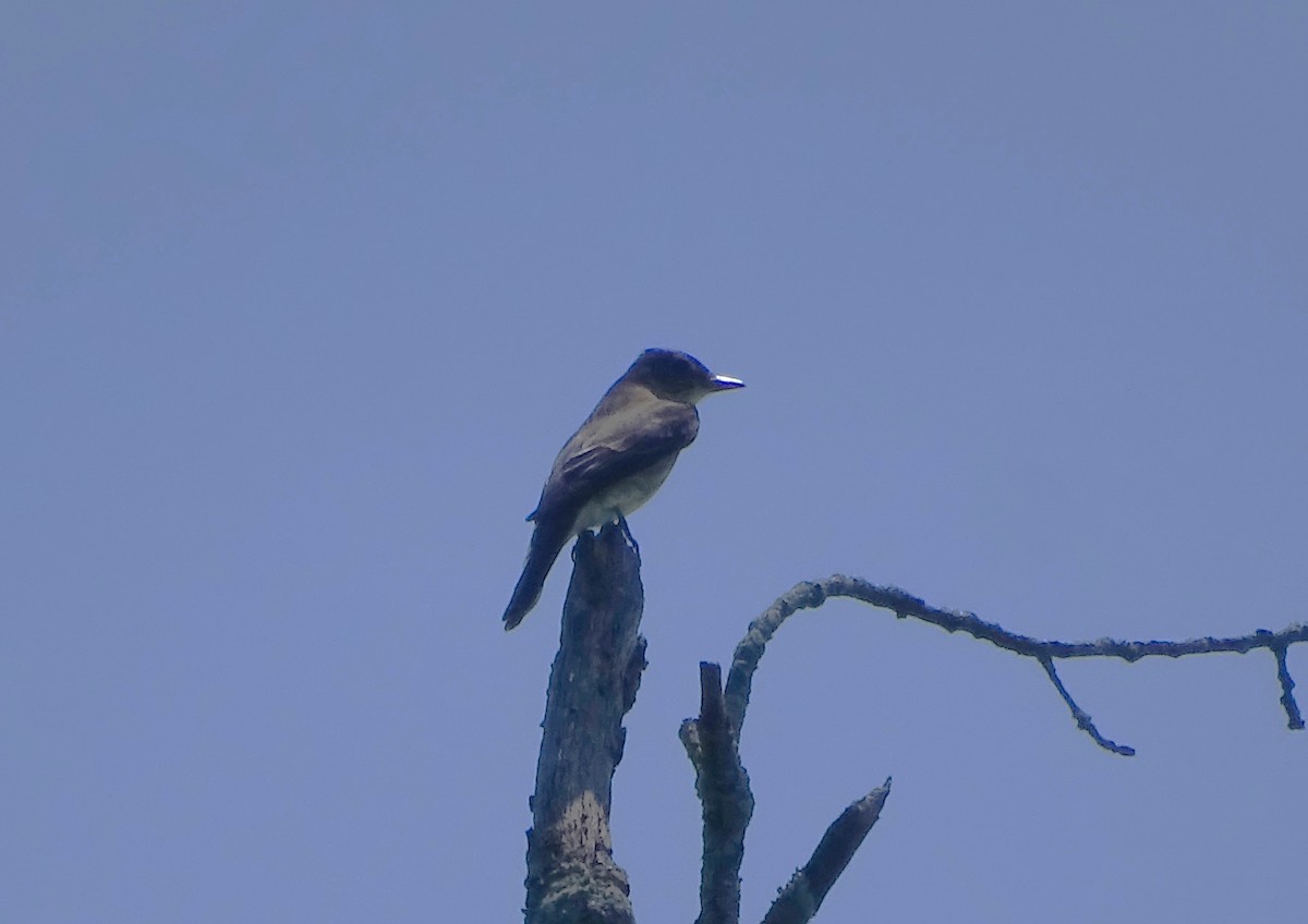 Olive-sided Flycatcher - Su Snyder